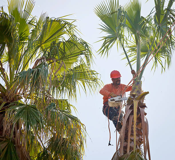 Dead Tree Removal in Ventnor City, NJ